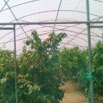 Light transfer Ecological Greenhouse Film