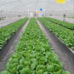 蔬菜专用多功能棚膜